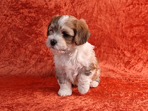 Bichon Havanais hvalp fra kennel Miki Nanoq